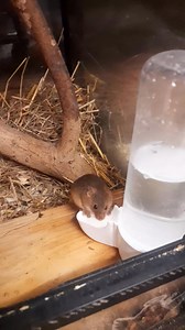 Mr jingles is thirsty | Martin Critchlow