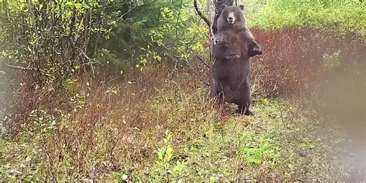 WATCH: Alaskan bear enjoys tree scratch while fattening up for winter