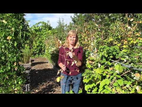 How to prune raspberries