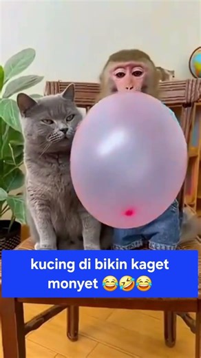 The monkey shocked the cat until it became emotional#cat #kucing #monyet #monkey #funny #kucinglucu