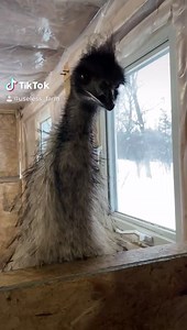 24K views · 388 reactions | Useless Farm on Reels | Facebook