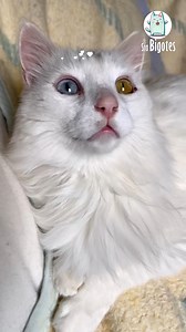 87K views · 3.7K reactions | ¿Te imaginas tener un gato que parece una bola de algodón, que le encanta el agua y que ronronea en tu regazo? Pues ese es el angora turco.  | Sra Bigotes | Facebook