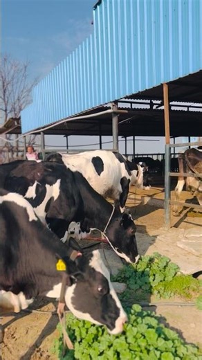 #dairysolutionbysatish #cow #baffalo #dairybusiness #डेरी #farming #dairyindustry