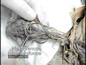 02 COMPONENETES DEL CORDON ESPERMÁTICO