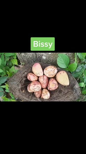 Jamaican Bissy Tea: Herbal Medicine and Natural Remedies