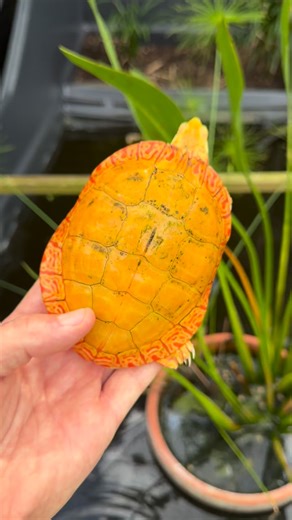 This is the best looking albino turtle I have ever seen. It looks like AI even when you are holding it in your hands. @albinosunlimitedfl is going to kill with this project!!! 🤯 #turtles #herpetologia #reptiles #reptilelover #herpetology #pondlife #paintedturtle #albinoturtle #turtlemorphs #nature #color #artwork | Albinoturtles.com