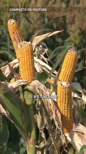 Can corn grow in Santa Cruz?