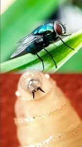 Second US Screwworm Case Confirmed in Texas by USDA