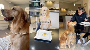 90K views · 4.1K reactions | Golden Retriever Cooks Breakfast For His Owner | The Golden Kobe Family | Facebook
