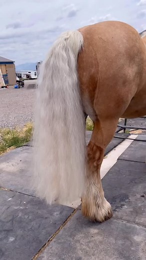 56 reactions | “Preparing a beautiful white show-ready tail happens long before the show. The best care for white tails is maintenance and preventative work, not the magic whitening tricks right before a show. Those methods can damage the hair (vinegar, bleach, dye). Here’s a quick tutorial on how I maintain my mare’s tail clean, hydrated, white & show ready year round!” 懶 Thank you @russellamber_! Hair goals  | Mane 'n Tail Equine | Facebook