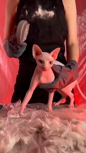 Nightmares🙀 That's Why Cats Don't Like Combs #cat | Sonya Kisa