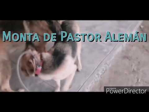 Apareamiento de Perros (PROCESO de MONTA en 5 pasos) 🐶👍🏼