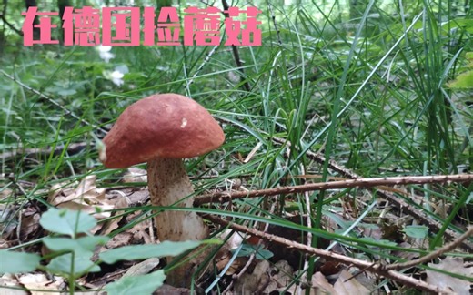 【在德国捡蘑菇】收获惨淡 一朵牛肝菌一朵鹅膏菌