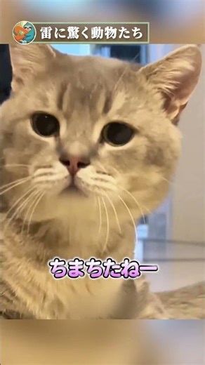 【爆笑】雷にビビり散らかす動物たち。マナーモードのように震える犬がヤバすぎるｗｗｗ