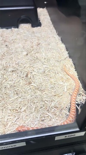 God is Good: Relaxing Drive to find a bearded dragon