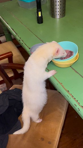 Boo washing the dishes, its actually Boo and not Onion 😂 got the two mixed up lol | Dook Nook Animal Sanctuary