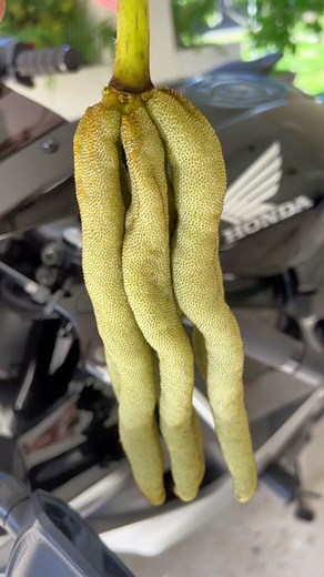 Feedling Sloths their favorite fruit! 🦥🐛 #cecropia #gummy #fruit @jacobfeder