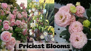 Stunning rare flowers that shock even experienced gardeners