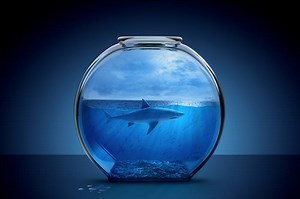 200  Cool Shark Names That Make a Splash | LoveToKnow Pets