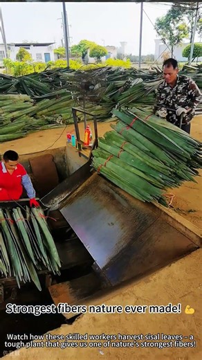 Harvesting sisal plants: traditional fiber craft! 🌿