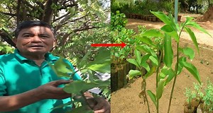 Insulin Plant, The Cheapest & Most Effective Way To Treat Diabetes