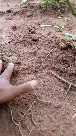 The best variety of okra and the best spacing for planting #farm