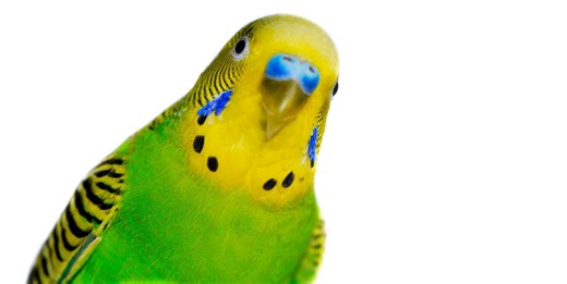10 Types of Birds That Make Perfect Pets