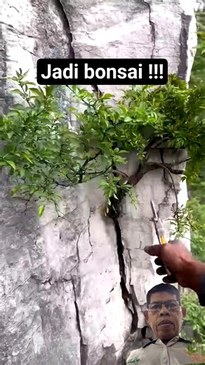 Membuat bonsai dari tumbuhan di celah batu !!!