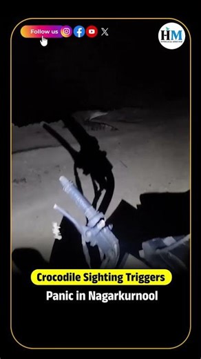 🚨 Crocodile Sighting Triggers Panic in Nagarkurnool #hyderabadmail #crocodile #nagarkurnool