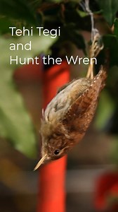15K views · 208 reactions | The story of Hunt the Wren... David...