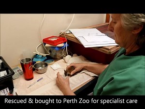 39K views · 963 reactions | Perth Zoo on Reels | Facebook