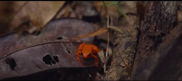 Did you know that frogs and toads are among the most diverse animal groups and that there are over 7,000 species worldwide? Tusk strives to highlight conservationists and their priority species through our Tusk Conservation Awards. 🐸 Julie Razafimanahaka received the Tusk Conservation Award in 2021 for her incredible work as director of Madagasikara Voakajy, whose mission is to prevent the extinction of Madagascar’s endemic species, including the golden mantella frog. 🐸 Dr Caleb Ofori-Boateng 