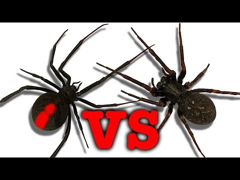 Redback Spider Vs Black House Spider Touch Taste Kill