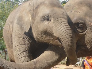 Elephant's wrinkles reveal if they are right-trunked or left-trunked