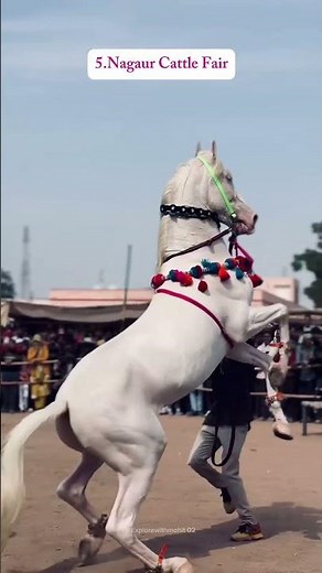 7 Best Festivals of Rajasthan You Must Experience Once✨🪁🚩🙏🏼