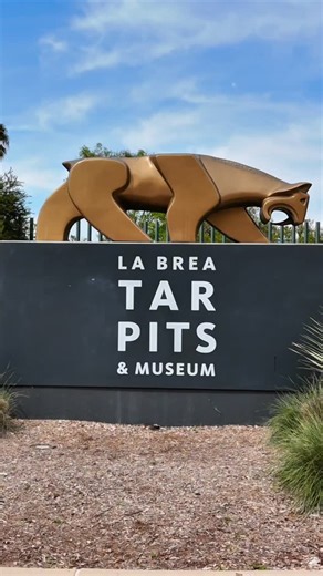 STL From Above - Justin Barr on Instagram: "Did you know there's tar bubbling up out of the ground in Los Angeles?? The La Brea Tar Pits have been producing natural asphalt for tens of thousands of years. Paleontologists are actively uncovering fossils in the tar where animals were trapped and met their demise. The museum showcases fossils that have been uncovered since the first discovery in 1901. . . . . #LaBreaTarPits #LosAngeles #California #travel #museum #dinosaurs #fossils #paleontology #