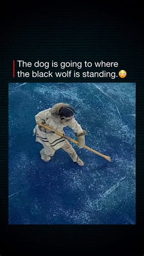 Prime Netflix videos upload here memes and movies on Instagram: "🎬 Interesting Fact: The Call of the Wild (2020) — Answering the Instinct Within The Call of the Wild follows Buck, a domesticated dog who is thrust into the harsh Yukon wilderness during the Gold Rush. Instead of telling a story purely about survival, the film explores freedom, loyalty, and the pull of one’s true nature. Blending adventure with emotional storytelling, the movie shows Buck’s transformation as he learns to trust ins