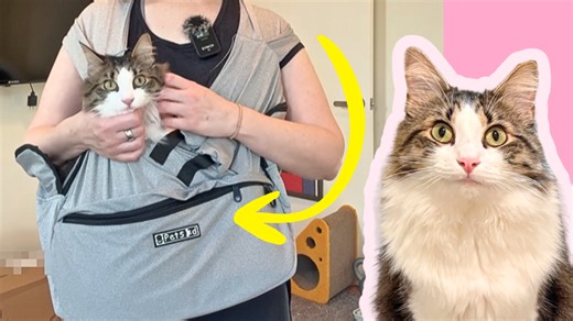 Watch Trying this out with my cat   features #cats on Amazon Live