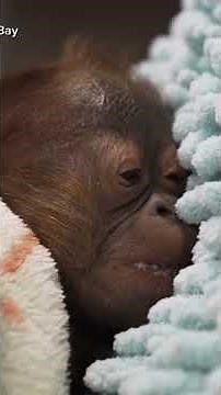 A Bornean Orangutan is born at Busch Gardens in Florida! | GMA
