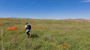 An African American man hiking down a hill surrounded by gorgeous wild orange poppy flowers at Antelope Valley California Poppy Reserve State Natural Reserve in Lancaster California USA