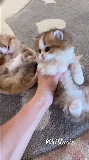 cat is so cute