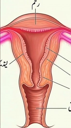“3D Female Reproductive System Animation: How Conception Happens | Educational & Safe”