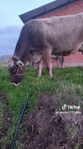 Capitalismo, Socialismo, Comunismo Explicado con Vacas