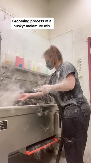 #petgroomer #petgroomersoftiktok #foryoupage #fypシ #fyp #huskies #malamutes #shedlesstreatment #dogs #doglover #groomingprocess #timelapse #grooming #myjob