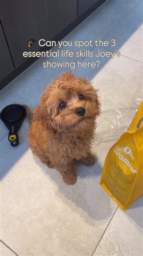 Tiana Karamihas | Cavoodle Puppy Training & Behaviour Coach on Instagram: "They’re the foundation of raising a calm, confident, and emotionally balanced Cavoodle and the reason he can sit so patiently while I open a bag of yummy food 🐶💛 Here’s what’s really going on👇 1. Manding This is when a puppy sits quietly when they want something instead of communicating through crying, barking, biting or jumping like they would have with their mum and siblings. This is a HUGE turning point in a puppy’s