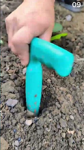 The process of planting plant seeds correctly