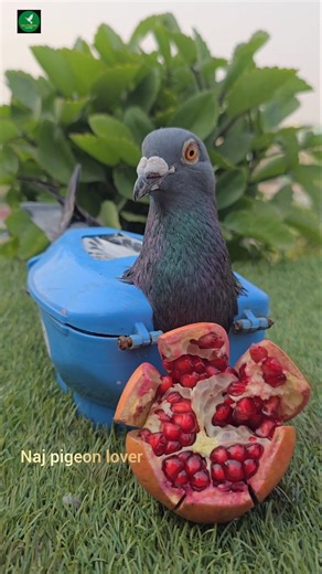 kabootar care tips video 2026 #pigeon #short