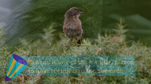 3.1K views · 41 reactions | We’re celebrating big style in Dorset –...