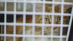A large cat in a cage was brought to the veterinarian for a medical examination. A serious meikun who looks around in the veterinary clinic. High quality 4k footage