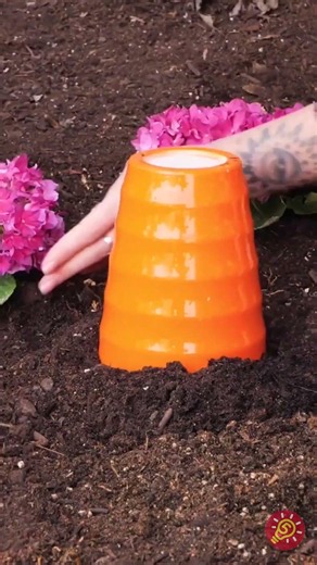 Fauler Gärtner: Leitfaden für einen weitläufigen und wilden Garten